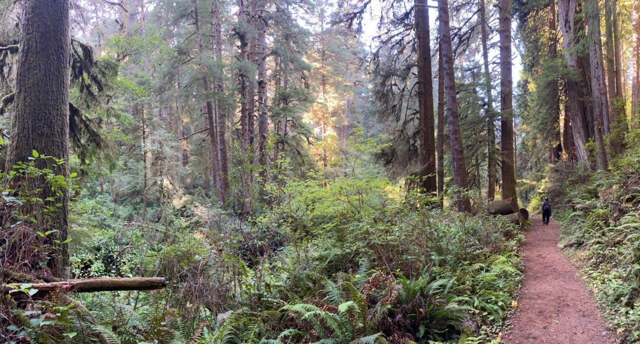 Hotel Glamping In The Redwoods With A Hot Tub! Garberville Exterior foto